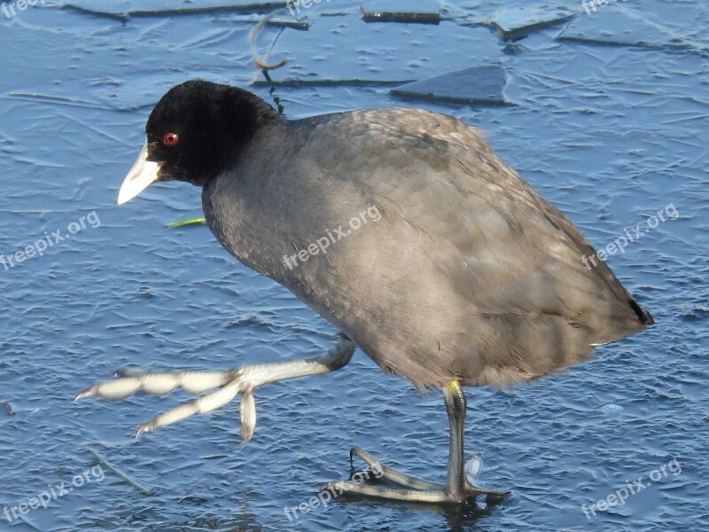 Coot Great Legs Step Ice Free Photos