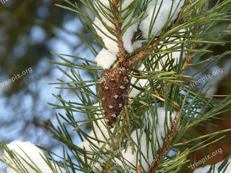 Pine Cones Pine Tree Winter Snow