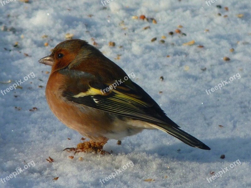 Chaffinch Fink Songbird Bird Snow