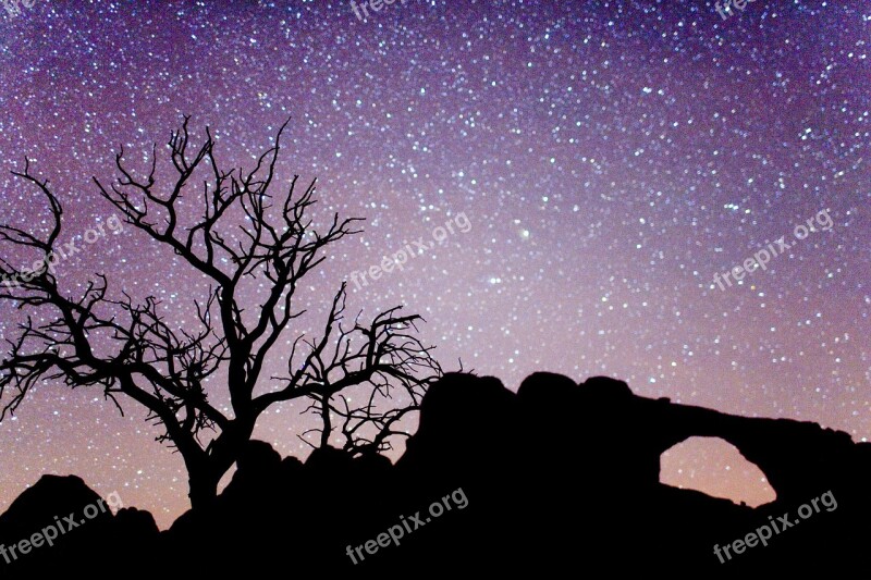 Arches National Park Night Sky Stars Silhouette Trees