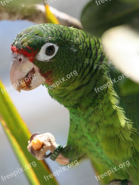 Parrot Green Close Up Bird Wildlife