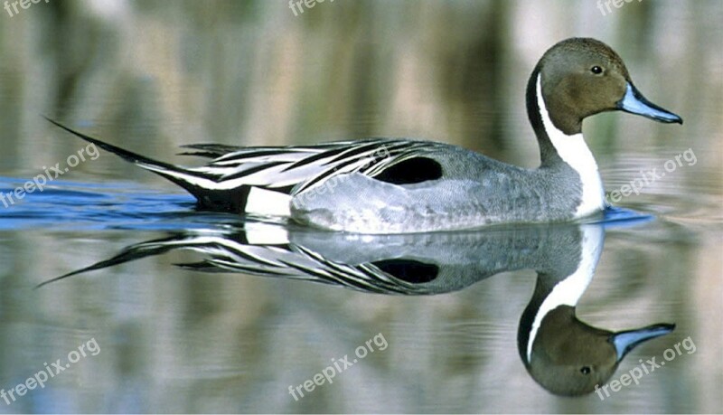 Duck Pintail Duck Bird Swimming Floating