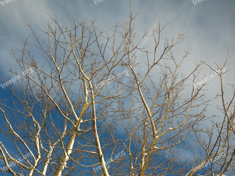 Branches Aesthetic Sky Tree Kahl