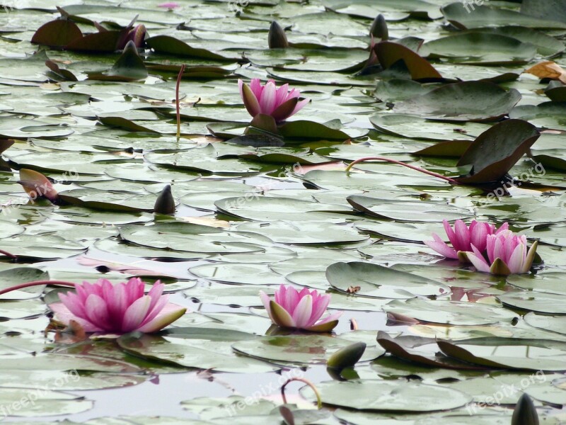 Water Lily Water Lilies Plant Aquatic Damp