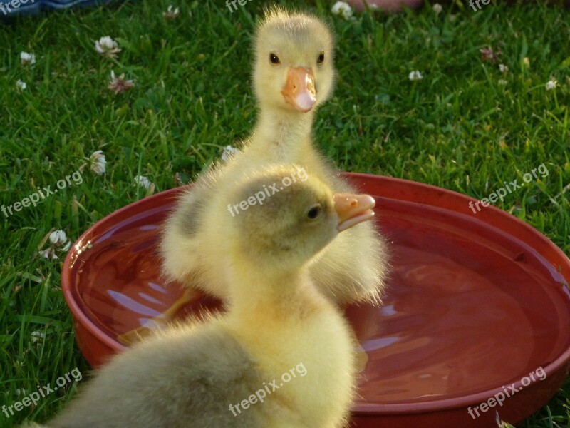 Goslings Baby Geese Waterfowl Young Yellow