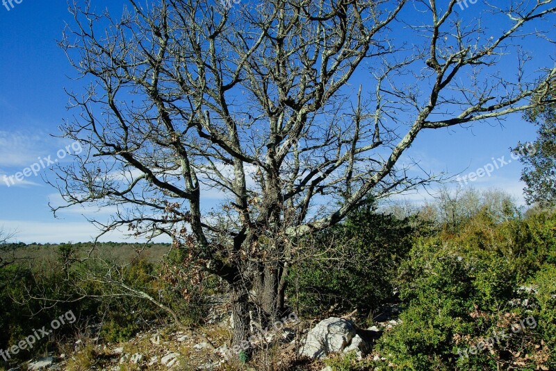 Dead Tree Maquis Scrubland Bushes Boxwood