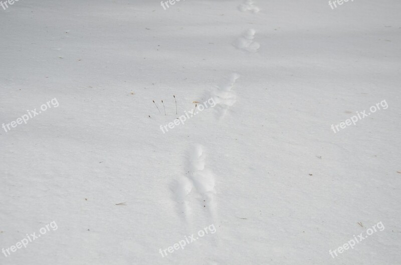 Footprints Snow Nature Landscape Mountain