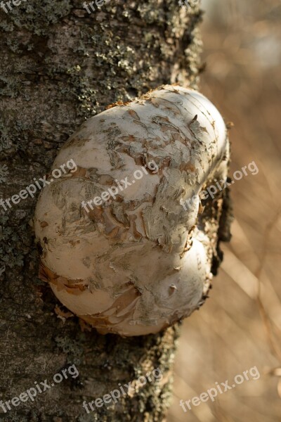 Kääpä Mushroom Birch Free Photos