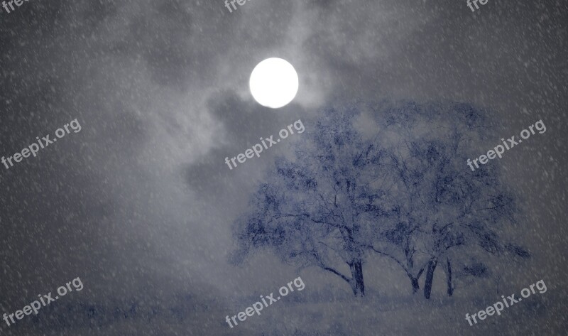 Night Wintry Trees Snow Moon