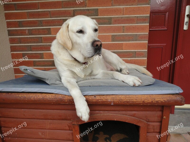 Dog Labrador Beige Free Photos