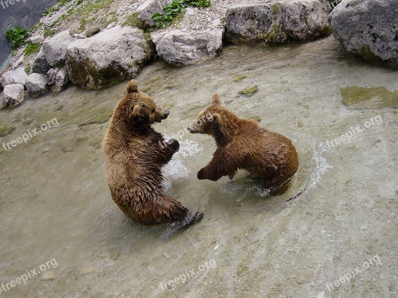 Brown Bears Bear Animal Zoo Animal World