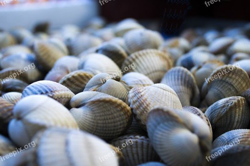 Shells Sea Macro Free Photos