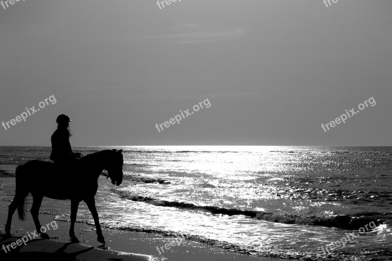 Horse Jumper Sea Beach Free Photos