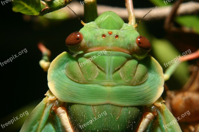 Green Grocer Cicada Insect Cicada Close Up Macro