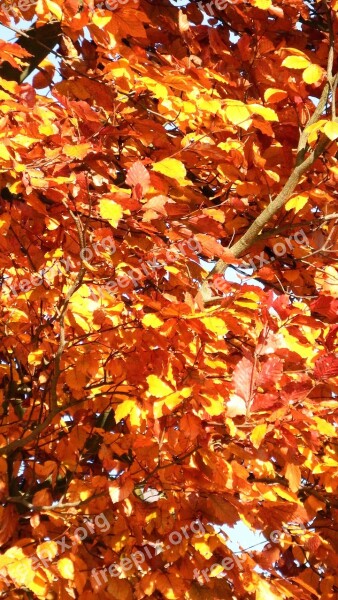 Autumn Leaves Tree Yellow Fall Color