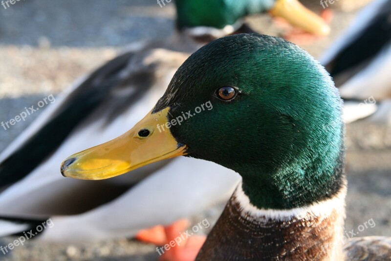 Mallard Duck Close Up Profile Head Bird