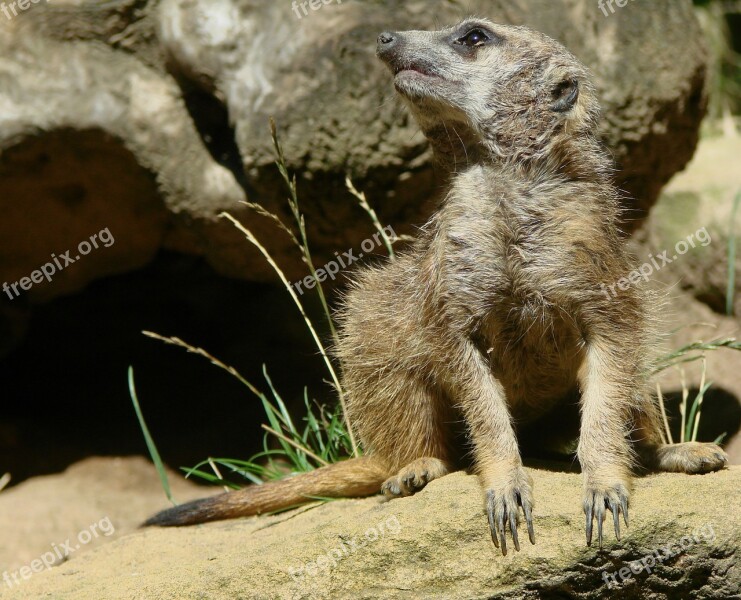 Meerkat Mongoose Guard Sentry Alert