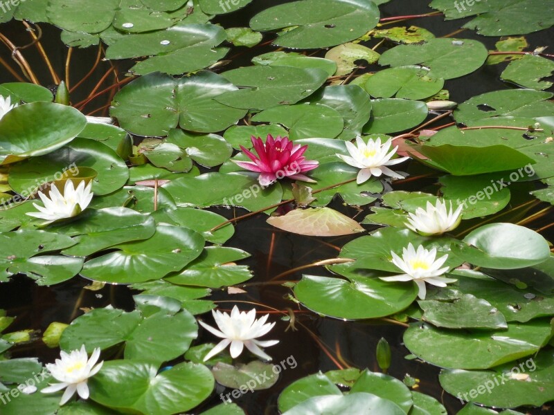 Water Lily Flower Aquatic Plant Nuphar Forbidden City