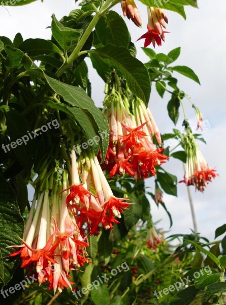 Fuchsia Boliviana Fuchsia Flowers Container Plant Ornamental Plant