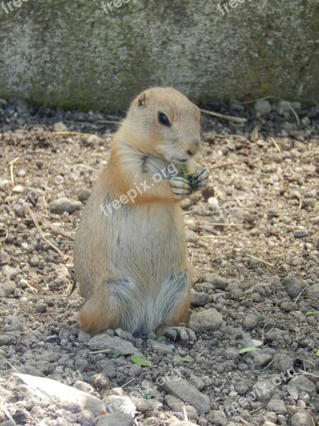 The Squirrel Rodent Animal Food Free Photos