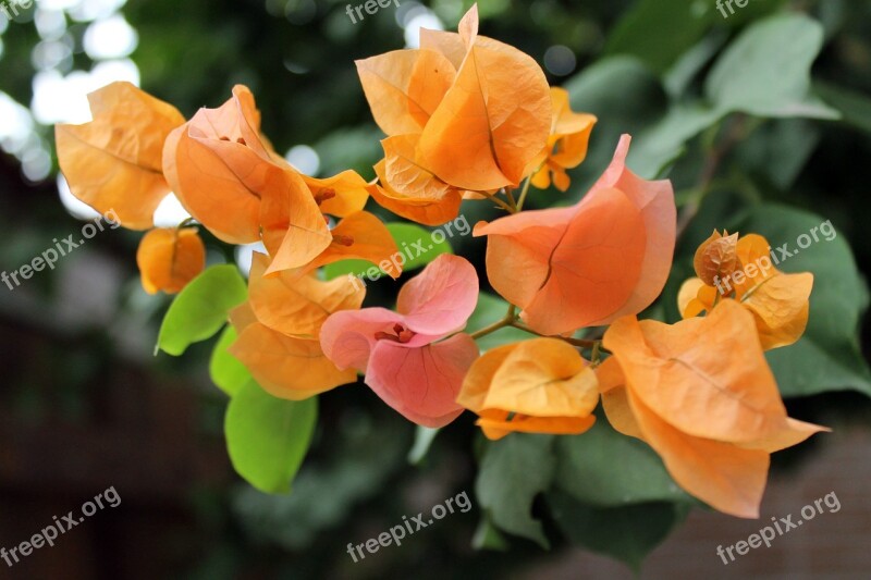 Laughter Meadow Colorful Flowers Flowers Colored Spring Flowers