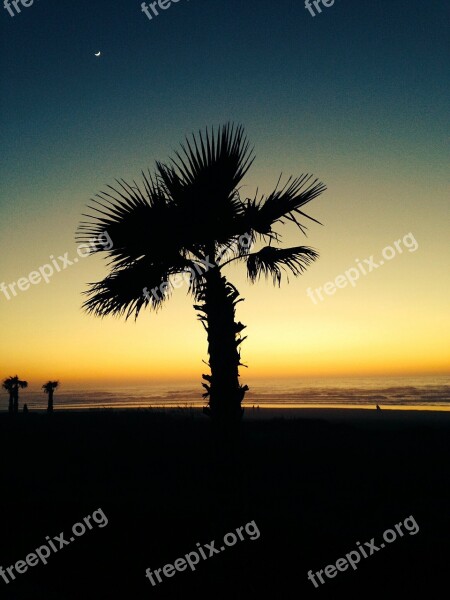 Beach Palm Trees Sea Free Photos