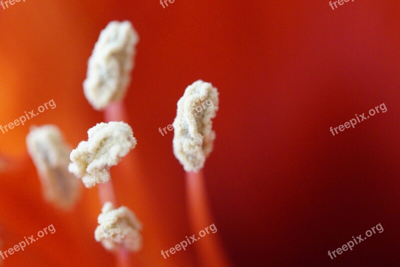 Stamens Close Up Amaryllis Flower Macro