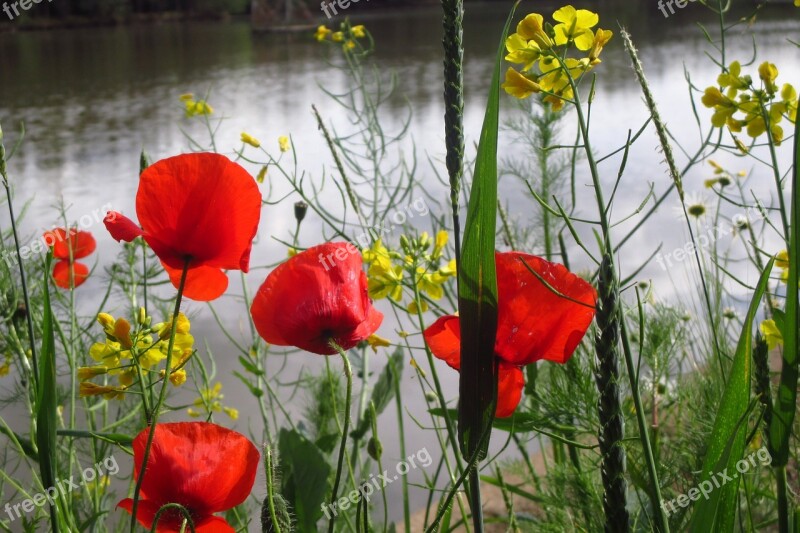 Poppy Grass Weed Pond Water