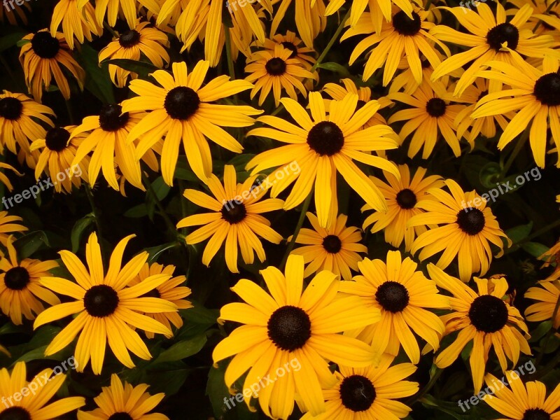 Coneflower Flower Yellow Black Rudbeckia Fulgida