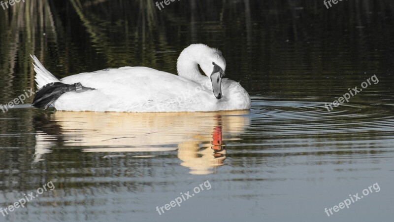 Swan White Swan Reflection Bird Réceféle