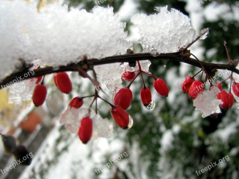 Winter Ice Snow Frozen Thorns