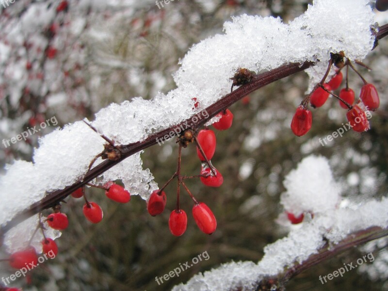 Winter Snow Berries Red White