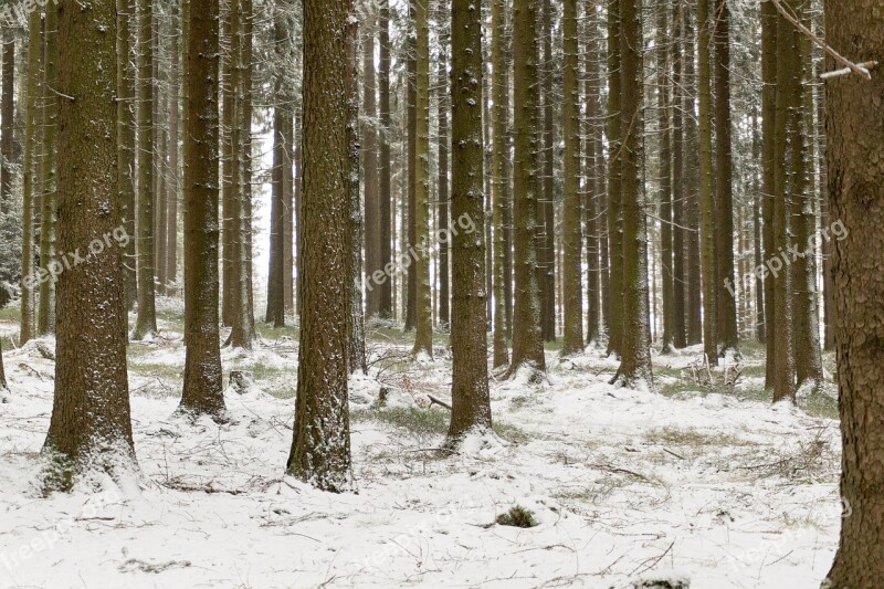 Landscape Winter Snow Forest Cold