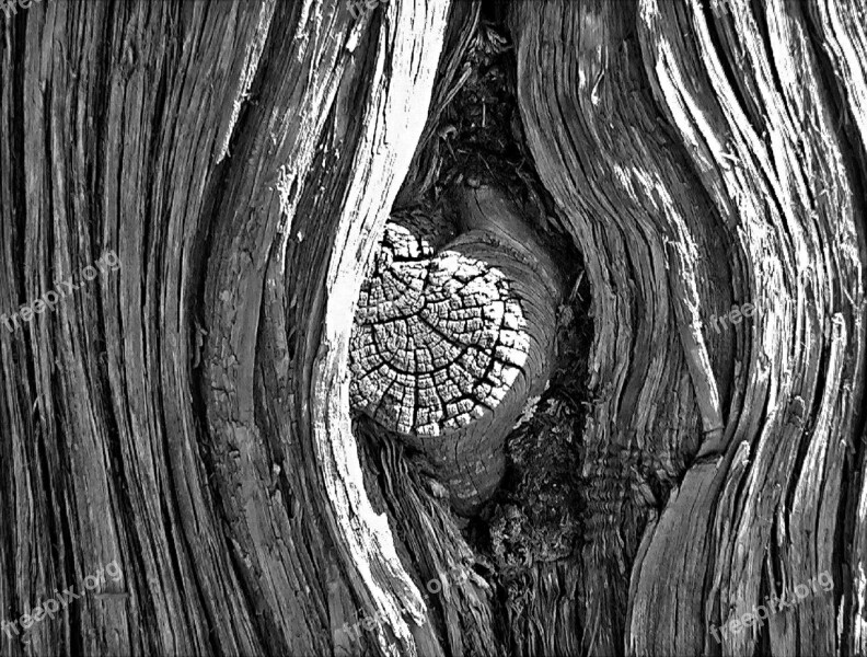 Tree Wood Knot Design Bark