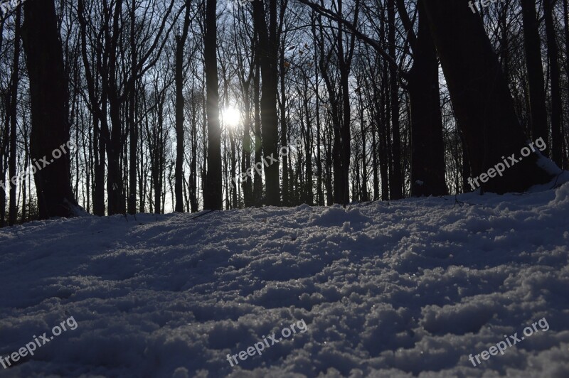 Snow Forest Sun Winter Christmas