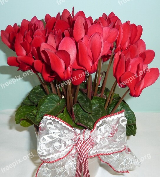 Cyclamen Red Flower Flower Plant Petal