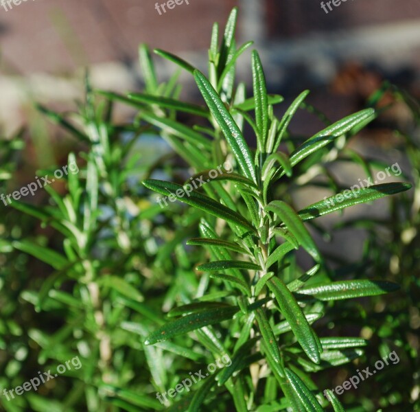 Rosemary Herbs Herb Cook Delicious