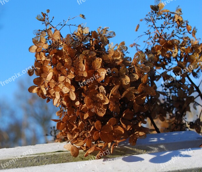 Hydrangea Flower Blossom Bloom Faded