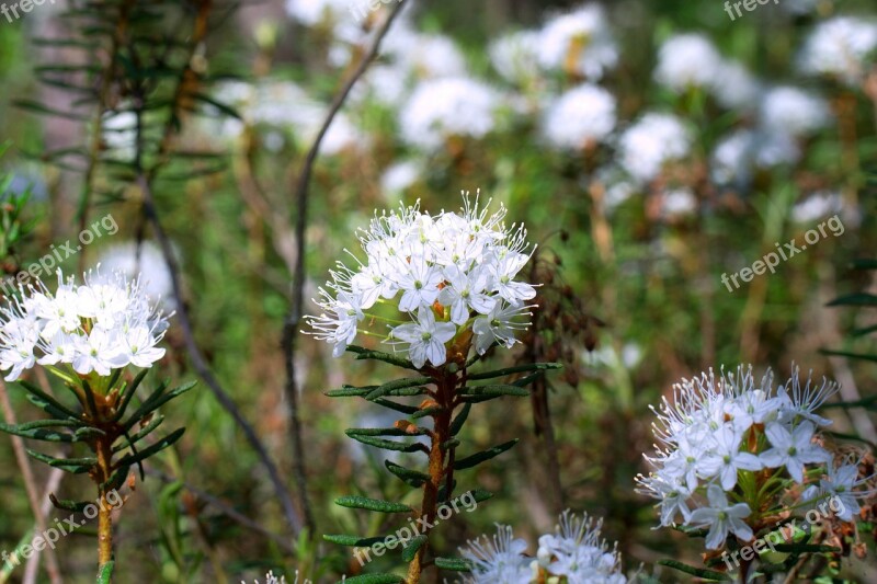 Swamp Marsh Tea Flower Wetland Nature