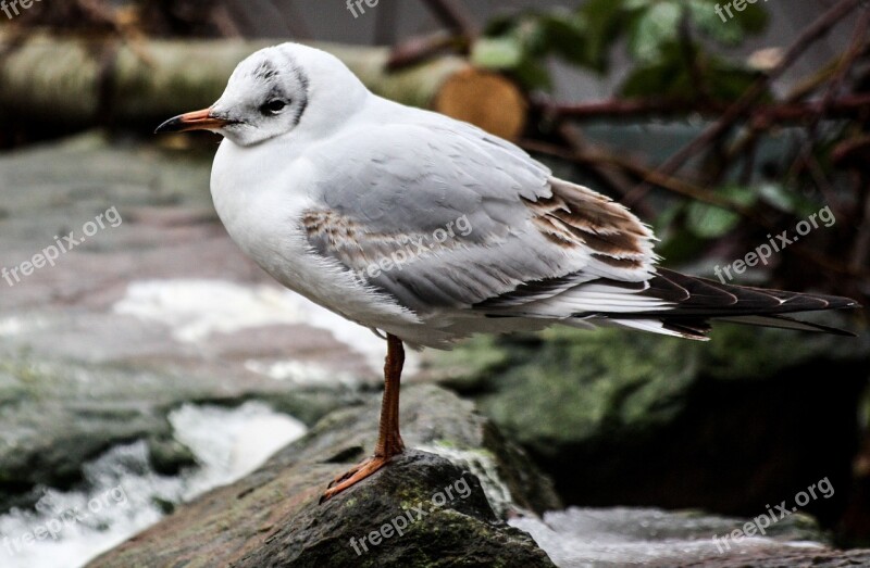 Seagull Bird Animal Seevogel Free Photos