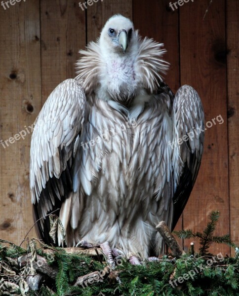 Vulture Bird Bird Of Prey Scavengers Free Photos