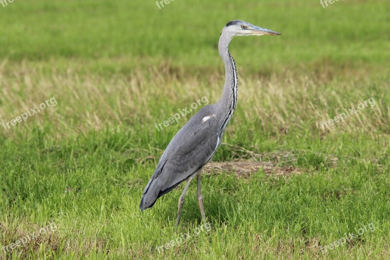 Grey Heron Ardea Cinerea Heron Bird Eastern