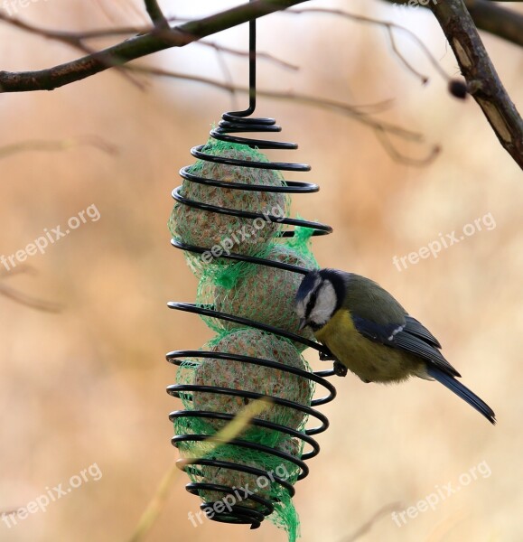 Blue Tit Bird Wings Animals Talgboll