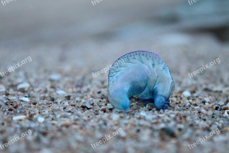 Blue Bottle Jellyfish Animal Nature Invertebrate