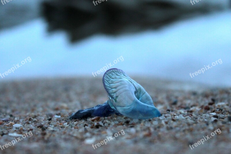 Blue Bottle Jellyfish Animal Nature Invertebrate