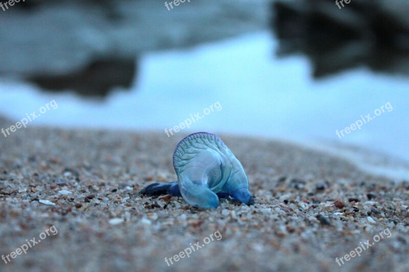 Blue Bottle Jellyfish Animal Nature Invertebrate