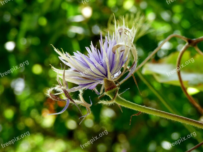 Clematis Flowering Flowers Flower Flora