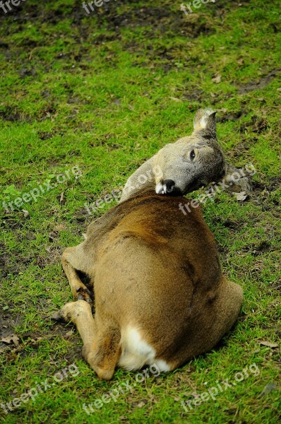 Doe Grass Nature Animals Meadow