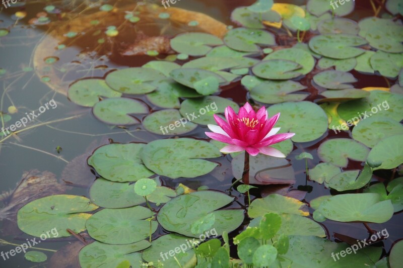 Water Lilies Flowering Beautiful Free Photos