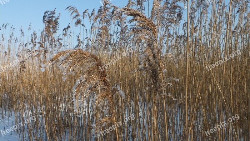 Grasses Nature Wintry Snowy Winter Magic